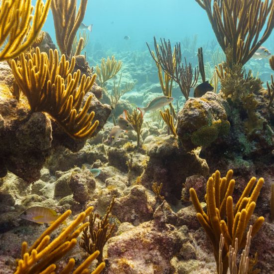 coral_reefs_and_colorful_fish_under_the_sea_2026_03_18_07_03_01 (1)